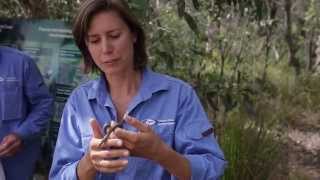 White Crown Snake  Wildlife on the Sunshine Coast [upl. by Walburga]