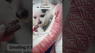 Mr Picky my dog smelling meat for 5 minutes dogspickyeaterfunnymyanimalpetseatingchallenge [upl. by Lowrance]