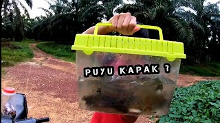 MANCING IKAN quot PUYU KAPAK quot MENGGUNAKAN UMPAN KELKATU  Baca Description [upl. by Polito672]