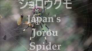 Nephila Clavata  Japans Jorou Spider ジョロウグモ  part 1 [upl. by Johnette]