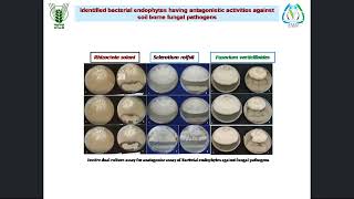 Endophytes for plant growth promotion [upl. by Anonyw675]