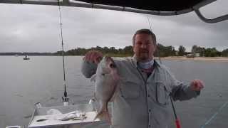 Pumicestone Passage Snapper Boab Boat hire Bribie Island [upl. by Sutherlan]