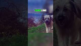 Meet the Pyrenean Shepherd  A Dog With Ancient History [upl. by Aggarwal139]