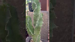 A stunning spiral Caralluma nebrownii 🌵💚 [upl. by Bixby]