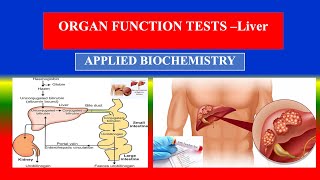 Liver Function Tests LFTs   Applied Biochemistry  For BSC Nursing [upl. by Ecirb]