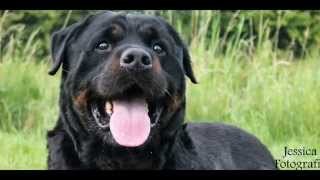 large Dutch Rottweiler male 72cm 64kg Goodbye my friend thanks [upl. by Merilee426]