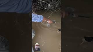 Amazing big catfish fishing fishingmethod fishingvideo fishingtips fypシ゚viral catfish fyp [upl. by Swartz]