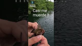 Casi me muerde una Cabrilla fishing catchandrelease tiempodepesca [upl. by Altman395]