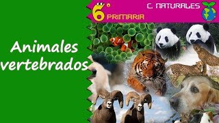 Animales vertebrados Naturales 6º Primaria [upl. by Hollister633]