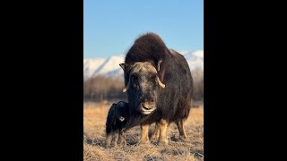 This Week on the Farm  NEW CALF  April 19 2024 [upl. by Nilhtac]