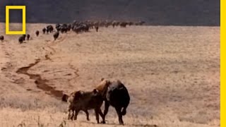 Hyenas on the Hunt  National Geographic [upl. by Anoyek521]