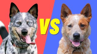 Blue Heeler vs Red Heeler  Difference between the Australian Cattle Dogs [upl. by Negam]