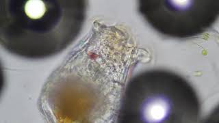 Zooplankton Feeding Under Microscope Rotifers [upl. by Nitsa]