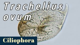 Trachelius ovum Ciliophora or Ciliate [upl. by Joseito]