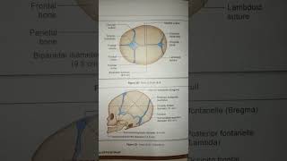 diameters of fetal skull shortsvideo upsc nurshing competition motivation bscnursing nursing [upl. by Wharton]