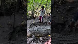 Gaint alligator caught by brave men  Must watch [upl. by Lukin]