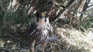 Small peregrine falcon [upl. by Grosberg]