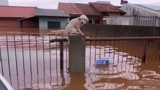 Esperança Para Cachorros Deixados Para Trás na Enchente no Rio Grande do Sul [upl. by Nnaacissej]