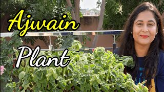 अजवाइन के पौधे की पूरी जानकारी  Ajwain plant care uses and benefits  Herbs gardening plants [upl. by Adnawyt639]