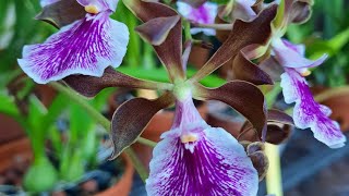 How I Grow my Encyclia Orchid Enc Nursery Rhyme Genesis [upl. by Emilee462]