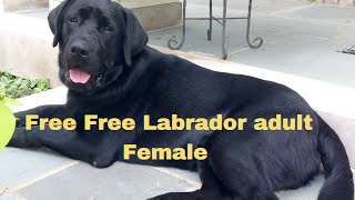 Free Free Labrador adult Female delivery all over India available with extra charge 9772238771 🎉🐕 [upl. by Rene271]