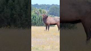 Bull elk bugling wildlife elk animals [upl. by Annerol181]