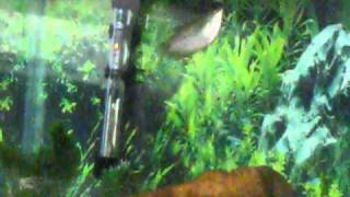 Pearl Gourami Swimming [upl. by Rosse]