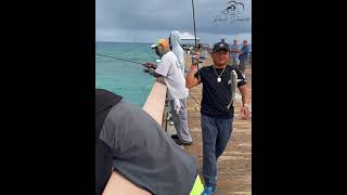 Check out what these guys are catching on the Juno Pier in Florida [upl. by Brok66]