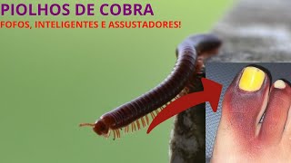 Algumas Curiosidades Sobre O Piolho De Cobra 12 piolhodecobra insetos biologiaanimal [upl. by Leach228]