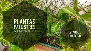 🌱 PLANTAS PALUSTRES amp EMERGIDAS PARA ESTANQUE KOI GOLDFISH COMETA 🎏 Estanque casero en jardin [upl. by Jean-Claude518]