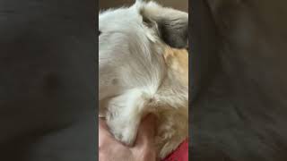 Great Pyrenees Dog raphiphop cute friends pets funny animals [upl. by Matthews]