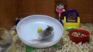 crazy hamsters playing [upl. by Gerlac]