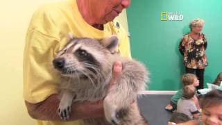 Nat Geo WILD Airs TV Episode on Trouper the Blind Raccoon and his caregiver Dorothy “Dot” Lee Clip 1 [upl. by Orlov683]