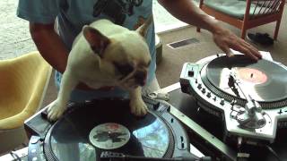 DJ MAMA scratch DUET w Truly OdD Greyboy french bulldog hip hop [upl. by Annahc]