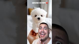 Subscribe for PUPPY ❤️❤️ shortvideo viral funny puppy dog puppies comedy love [upl. by Ahtilat]