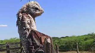 The great Potoo is one wiredlooking bird Nyctibius griseusThis bird looks like a demon [upl. by Demeter]