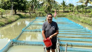 Tilapia  Rice Integrated farming Gano kalaki ang kita sa Tilapia  Fingerlings [upl. by Ailam]