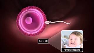 Grade12 Fertilisation amp Implantation2 [upl. by Ymled]