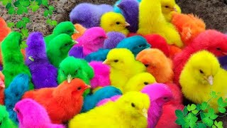 Menangkap ayam lucu ayam warna warni ayam rainbow bebek angsa ikan hias ikan cupang Kelinci [upl. by Ecirpak]