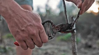 Expert Gardening Secrets To Keep Fruit Trees Small Pruning Tips and Tricks for Small Space Gardens [upl. by Mavra]