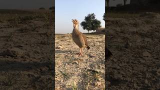 Teetar awaz pkteetarvoice wildlife shorts [upl. by Hillery]