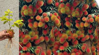 Best Technique…  How to grow Rambutan tree with Red onion amp Aloe Vera amp Mi ……… [upl. by Aimaj600]