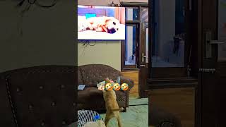 bacche hospital mein Hote Hain🤣🤣 viral dog animallover doglover snowydgoldenretrievershorts [upl. by Enitsuga880]