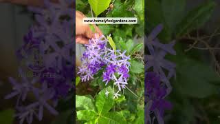 Petrea VolubilisSandpaper Vine💜Visit wwwhomelyfeelgardenscom for orders💜 [upl. by Jasmina166]