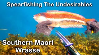 Spearfishing The Undesirables Ep 10 Southern Maori Wrasse [upl. by Enailil]