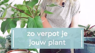 Zo verpot je jouw plant [upl. by Yeblehs]