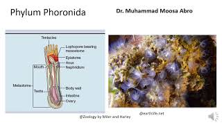 Phylum Phoronida [upl. by Klehm977]