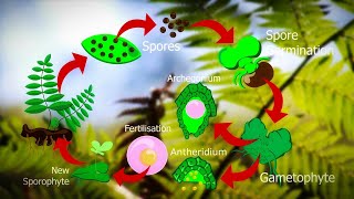 Life Cycle Of Fern Plants  Pteridophyte life cycle 🌿 [upl. by Melisent]