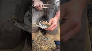 Overdue trim farrier equestrian satisfying equine horse [upl. by Robet292]