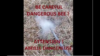 attention  abeille dangereuse  be careful  dangerous bee [upl. by Arbed]